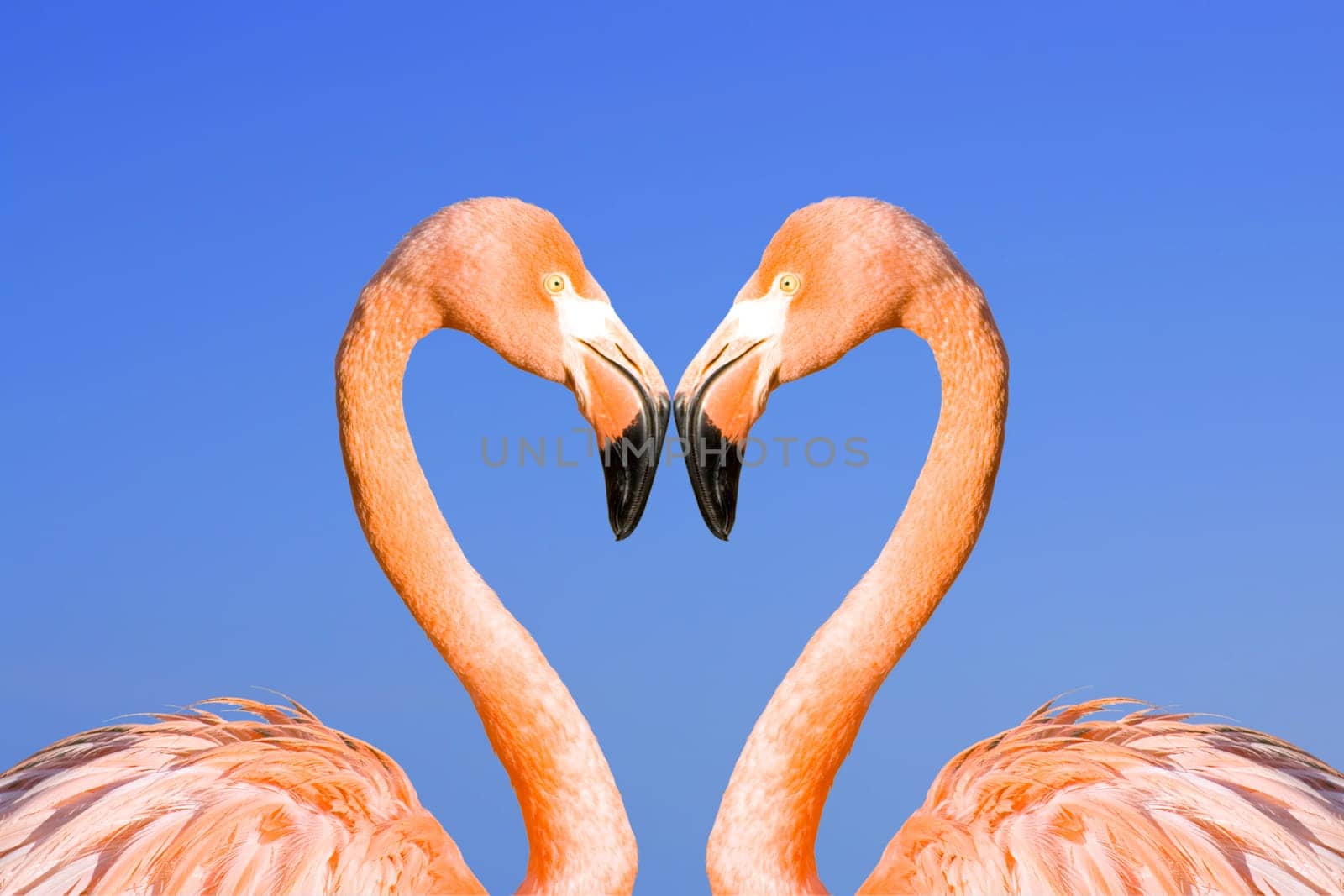 Two pink flamingos like heart on blue sky background