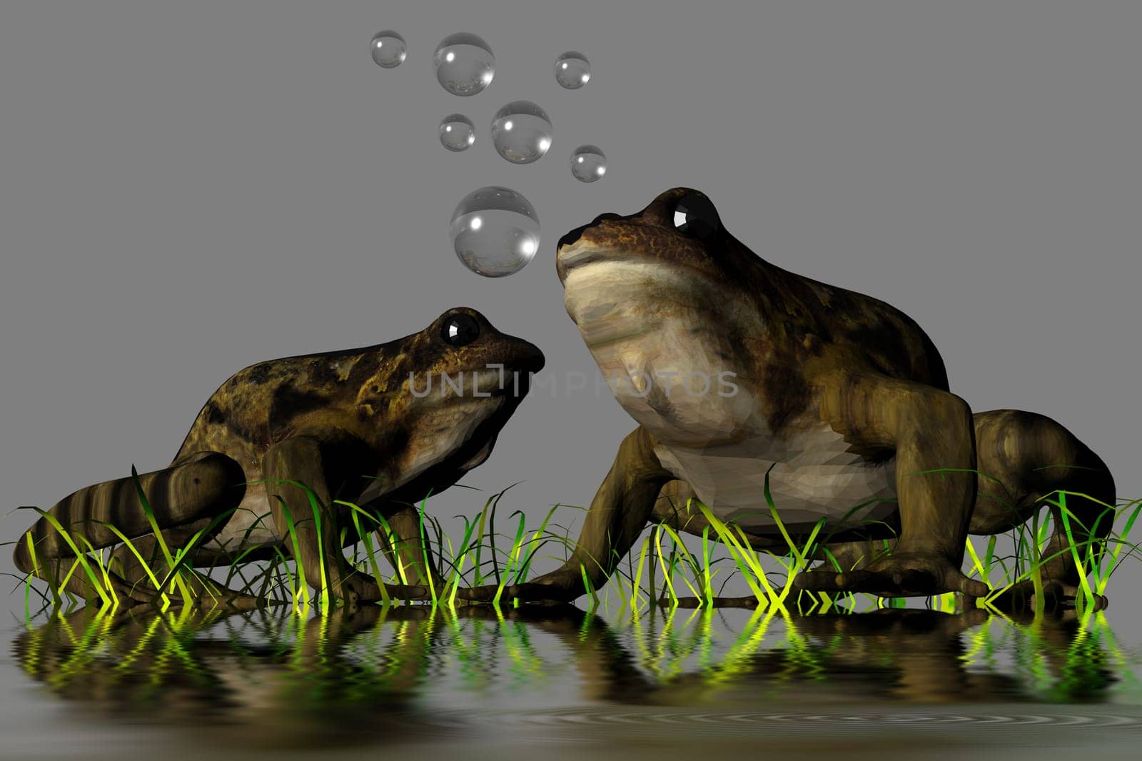 two frogs