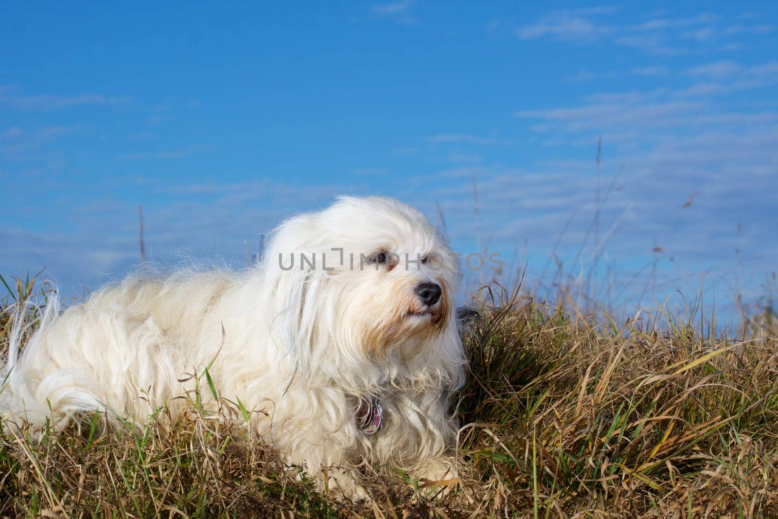 Havanese as a photo model