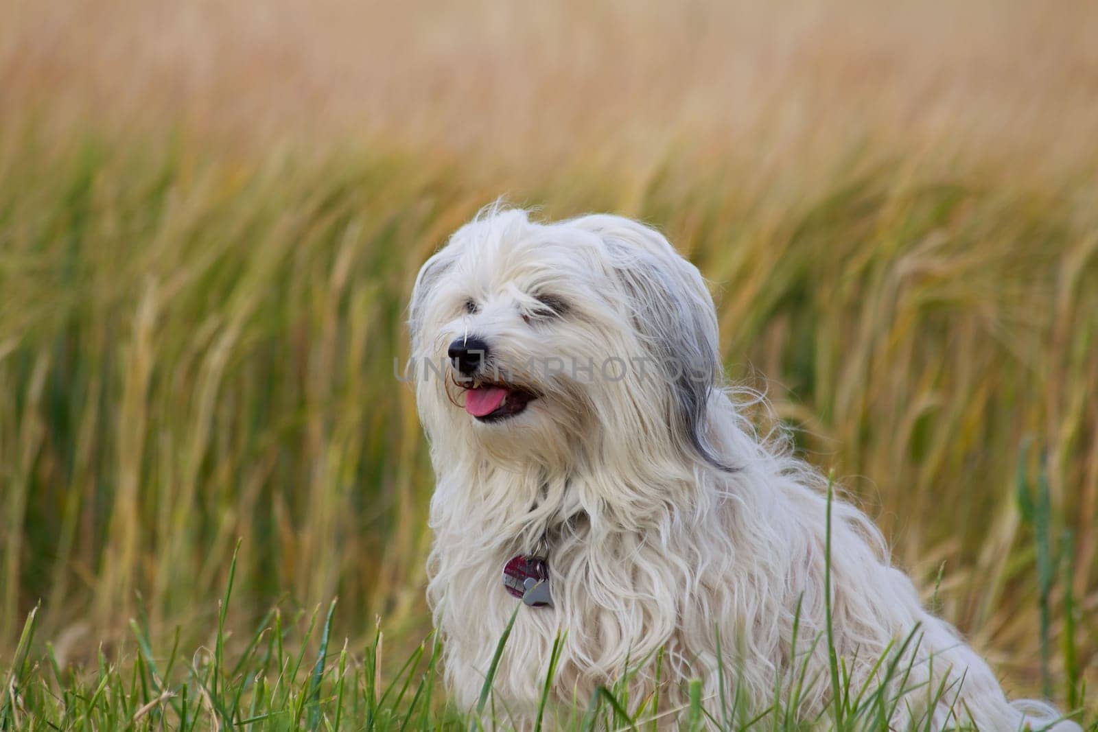 Havanese in front of the grain field