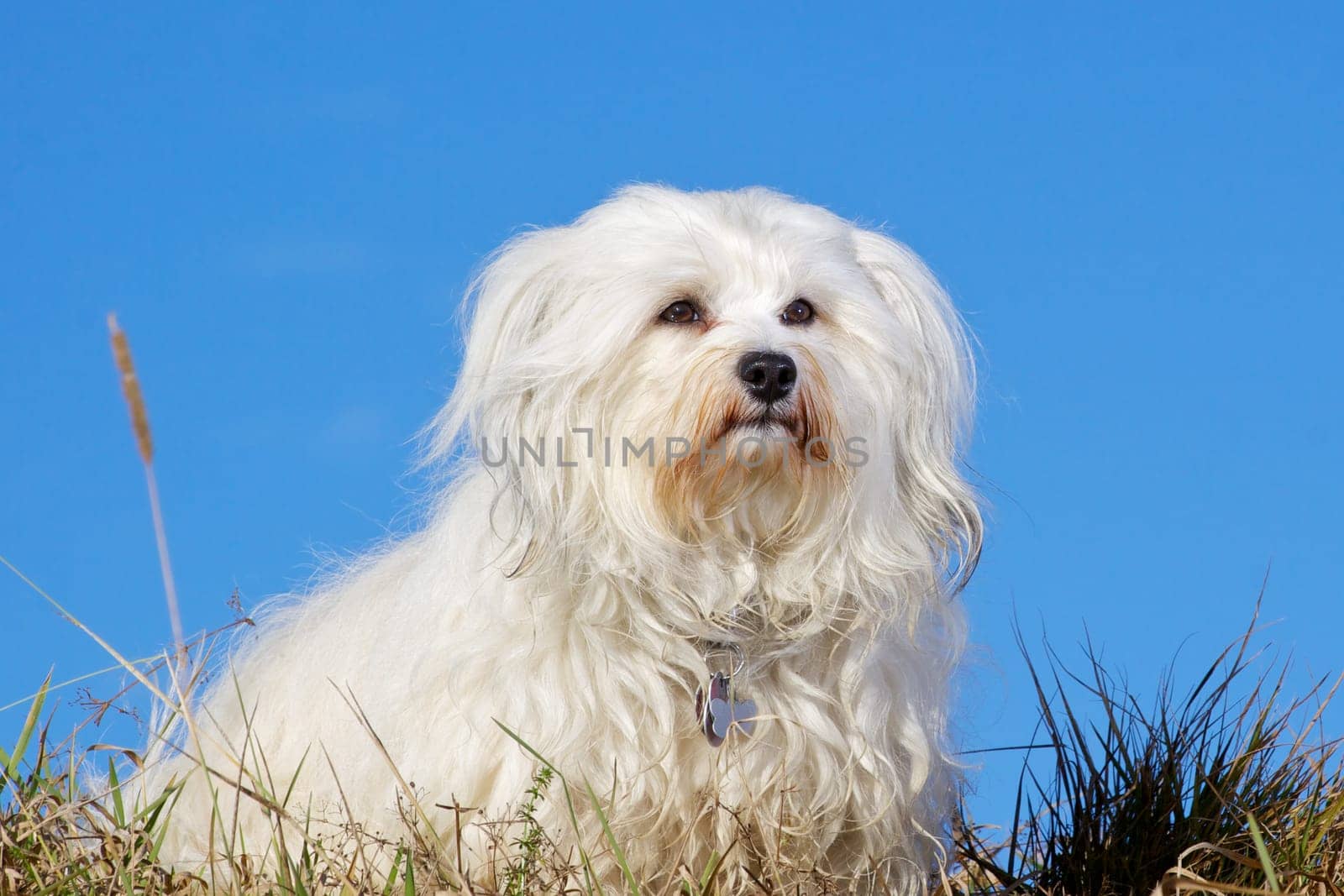 Havanese as a photo model