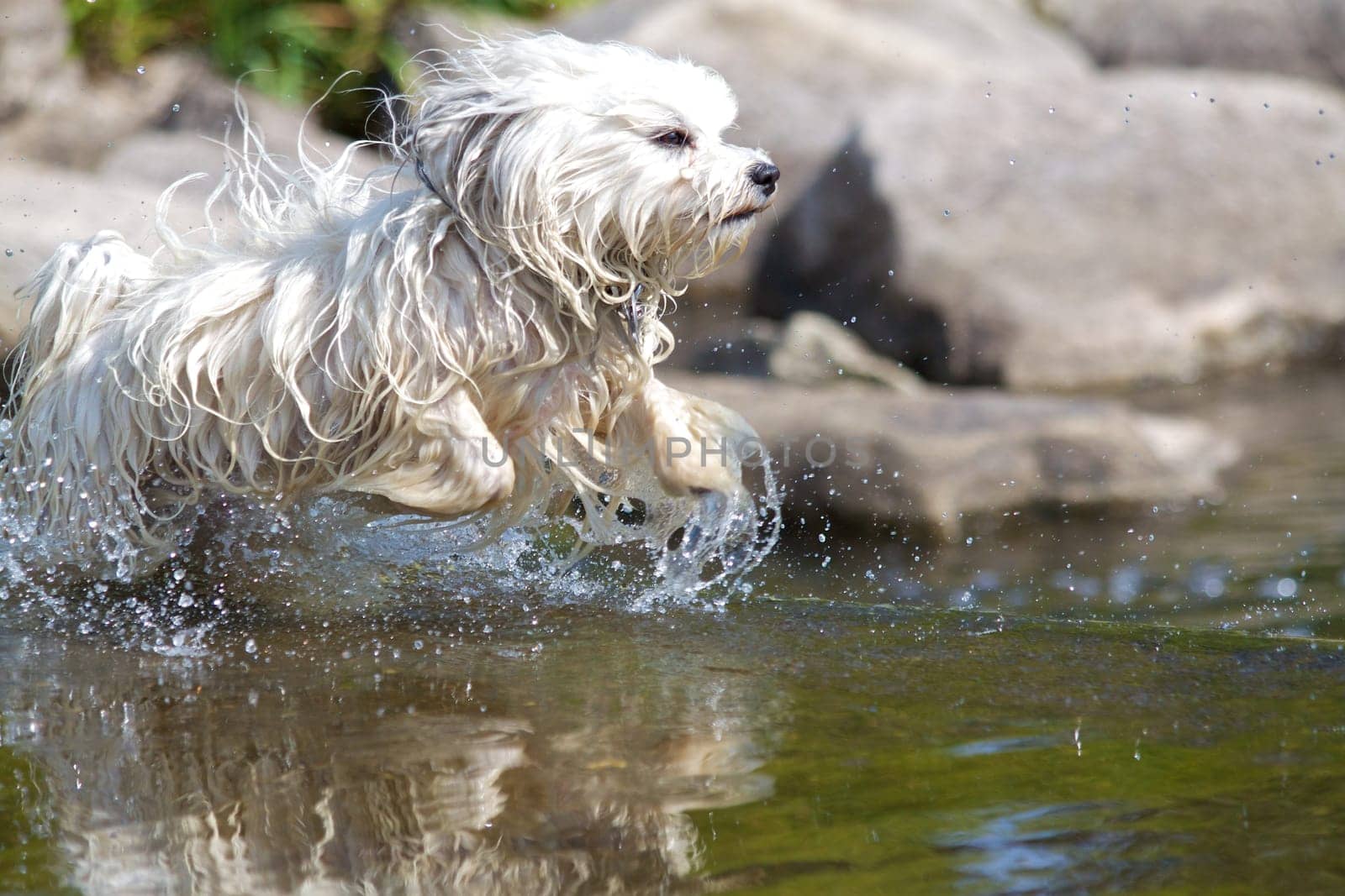 Havanese in the water