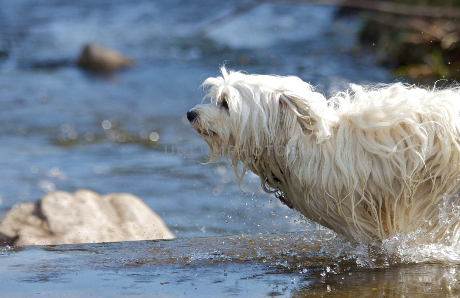 Havanese in the water