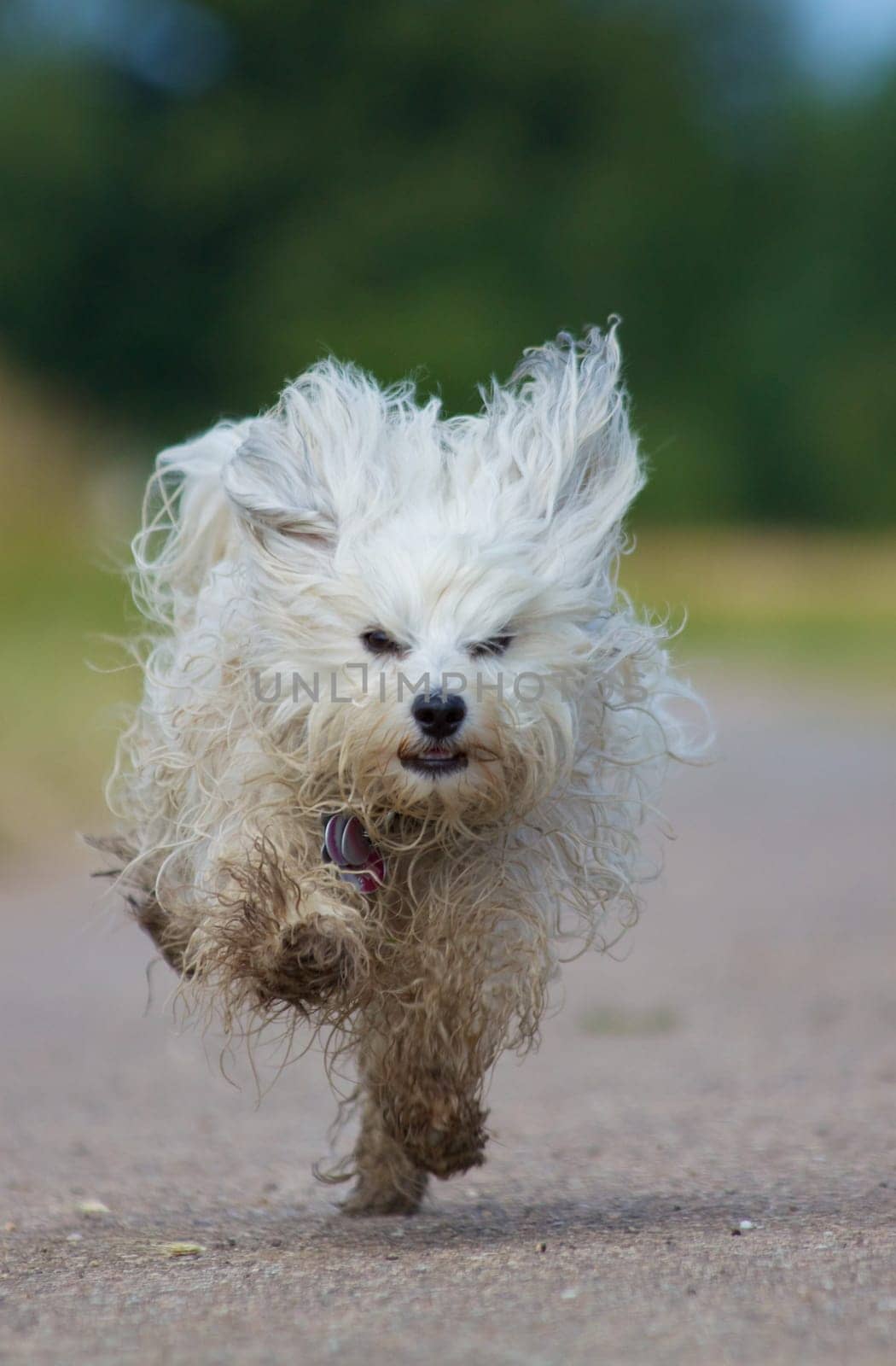 Running Havanese