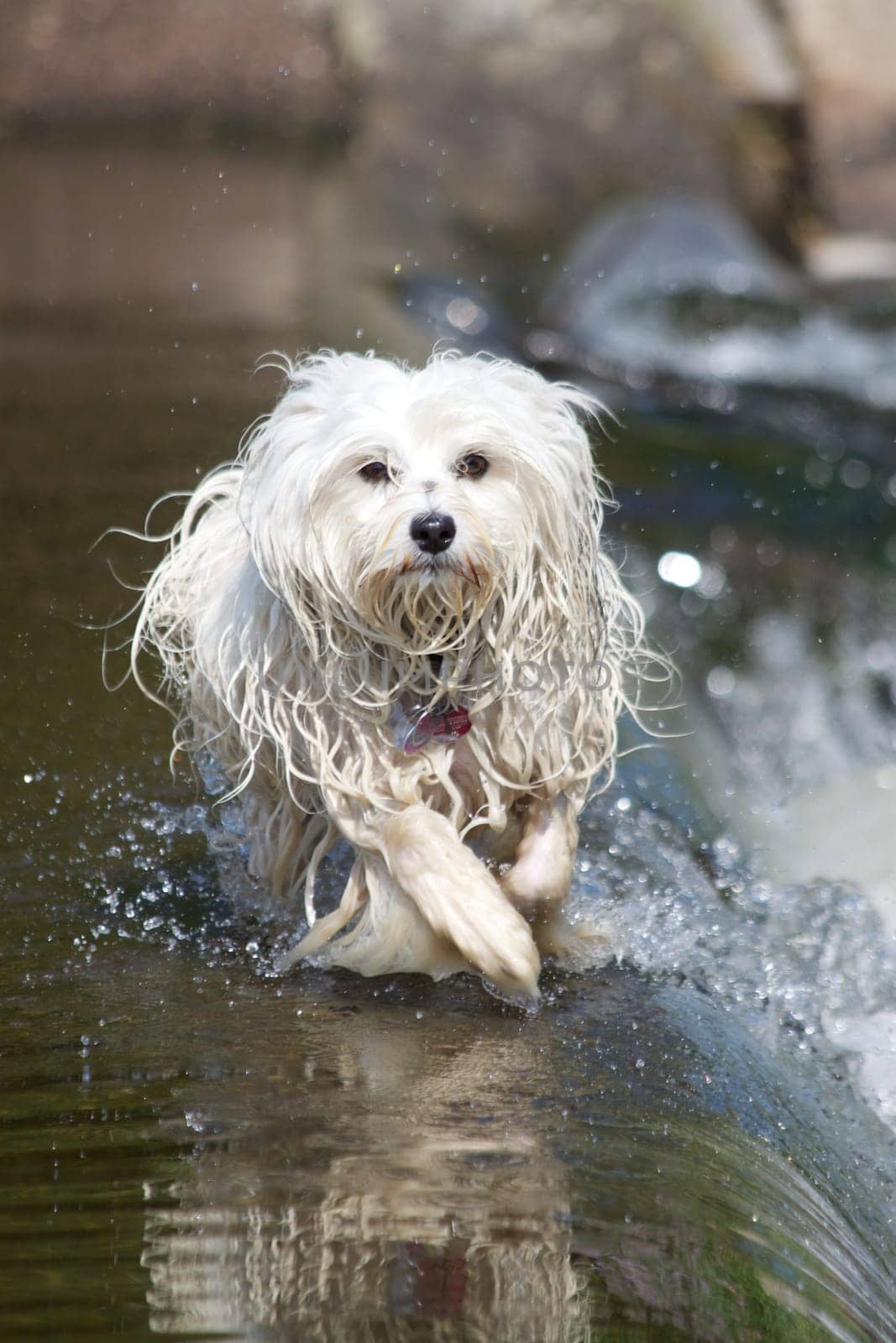 Havanese in the water