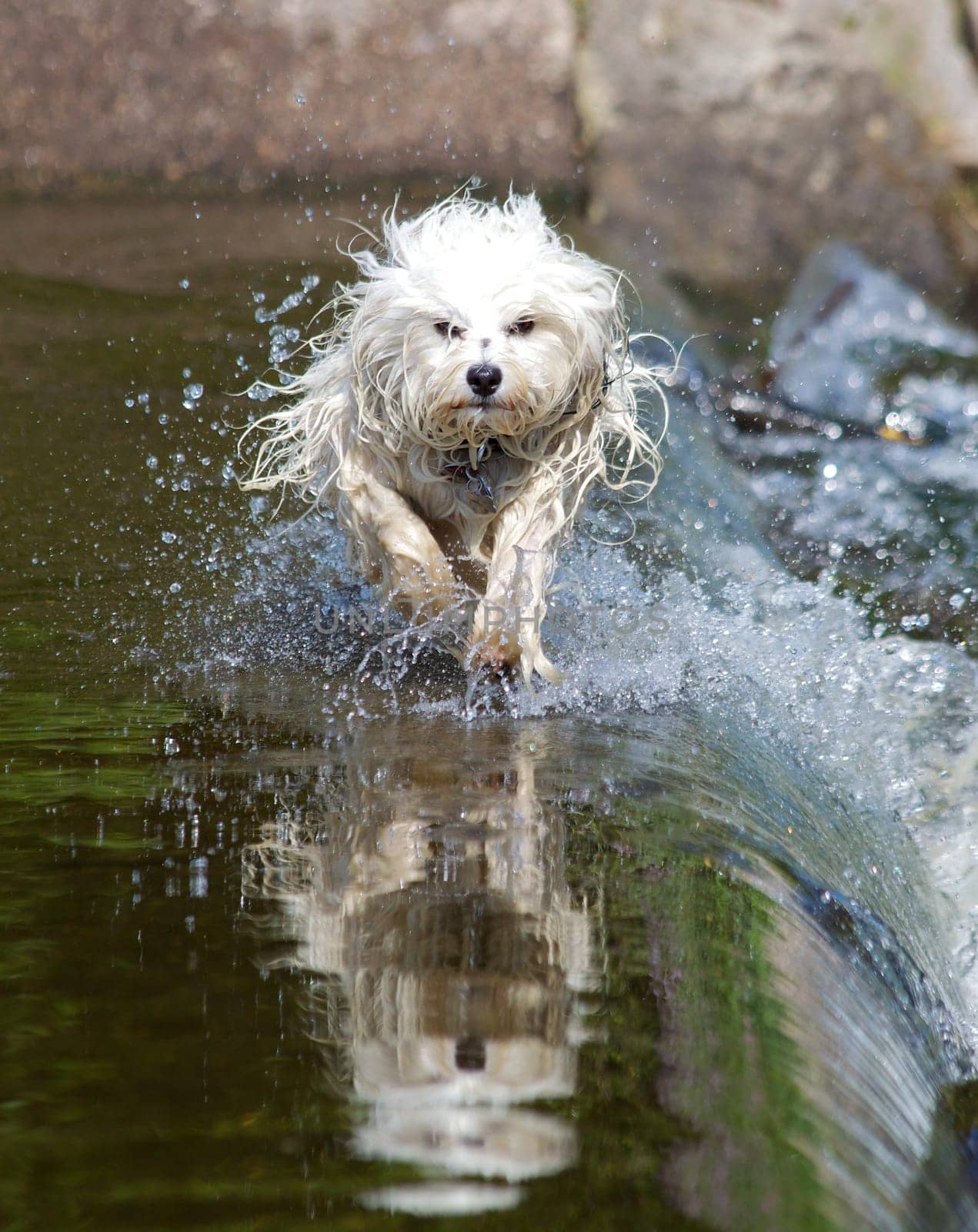 Havanese in the water