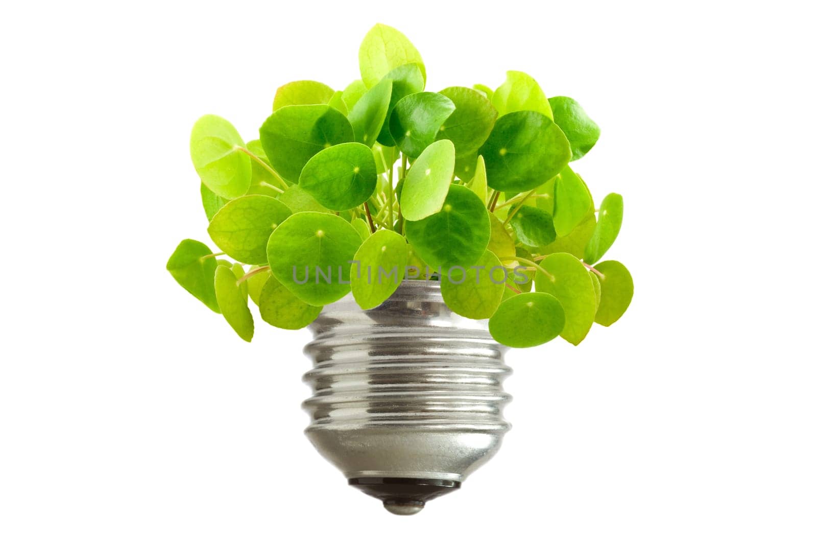 ecological concept. green plant growing out of a bulb, isolated on white background