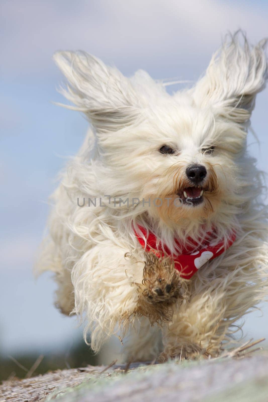 Flying ears