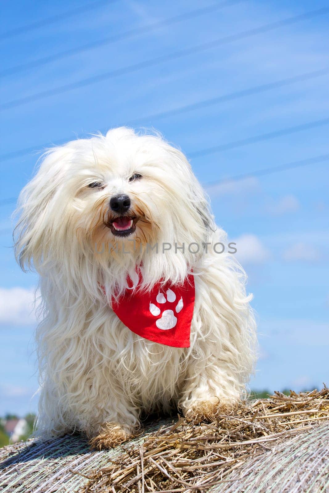 Havanese in good weather