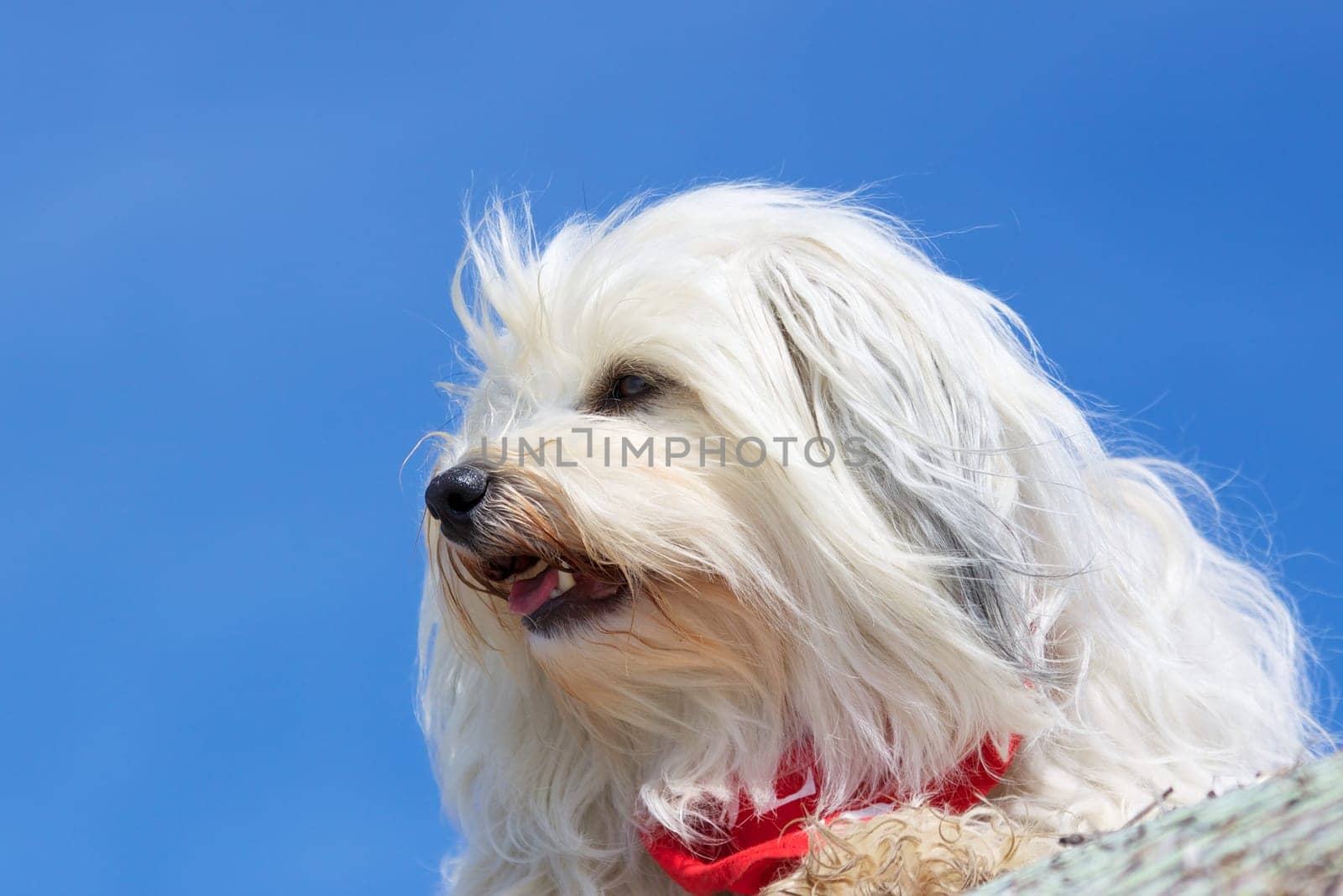 Havanese in good weather