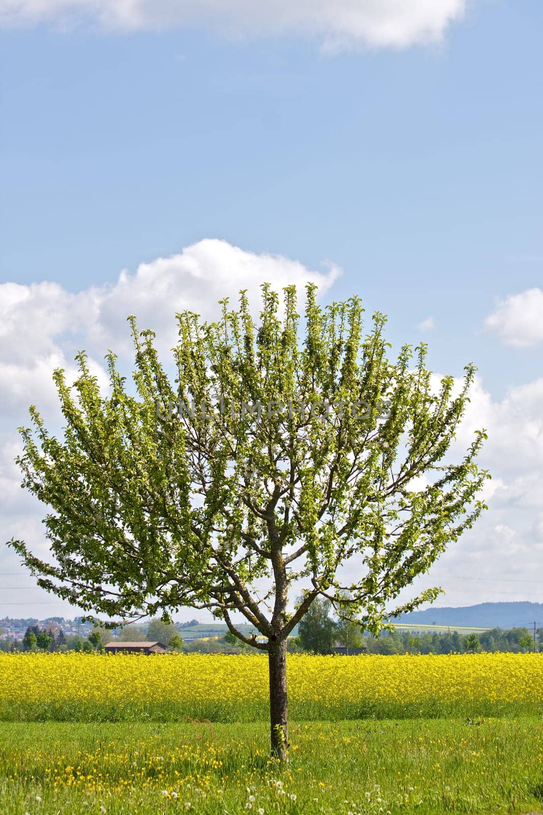 Tree in spring