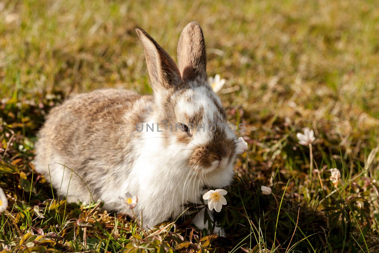 little bunny