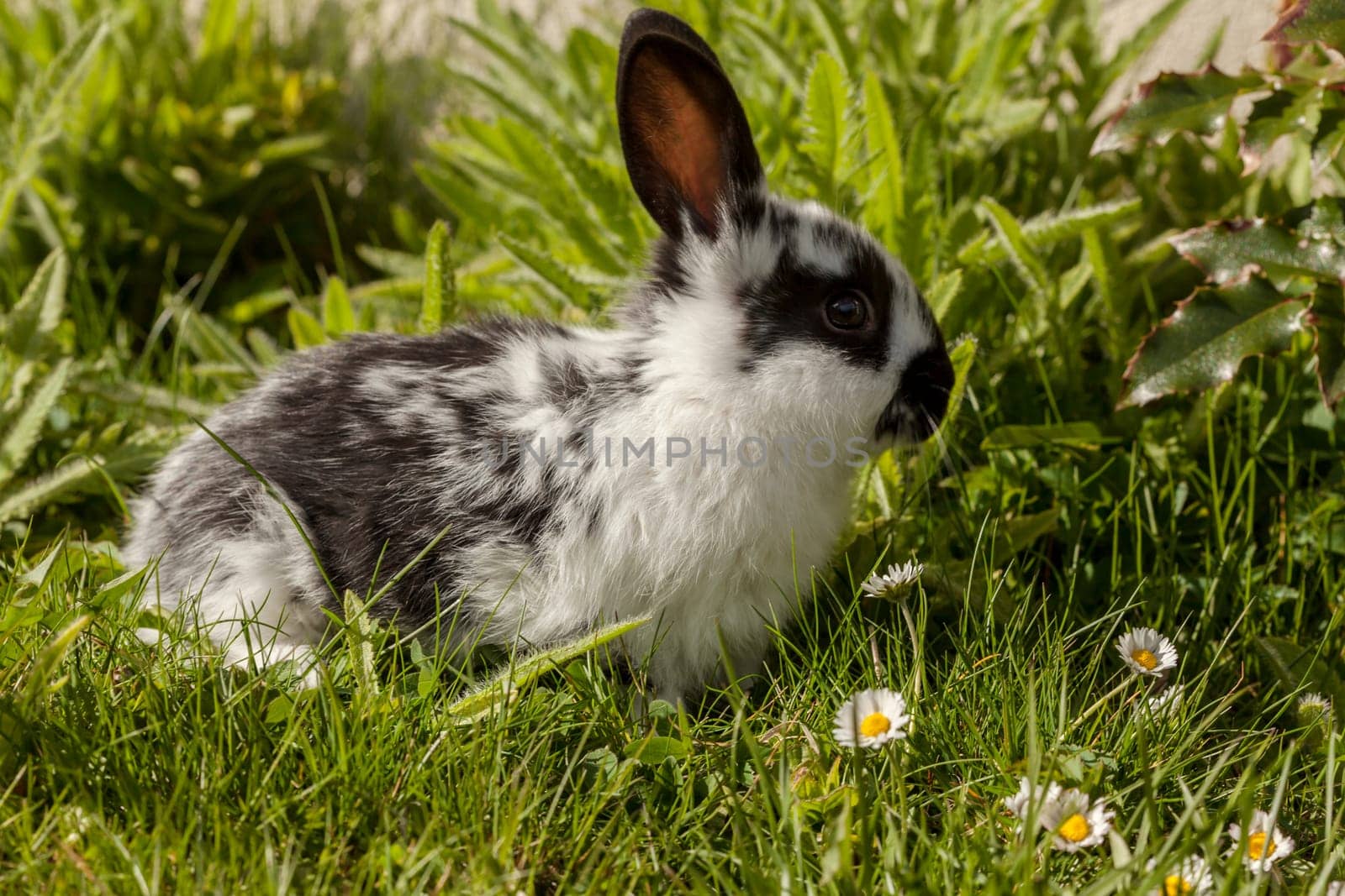 little bunny