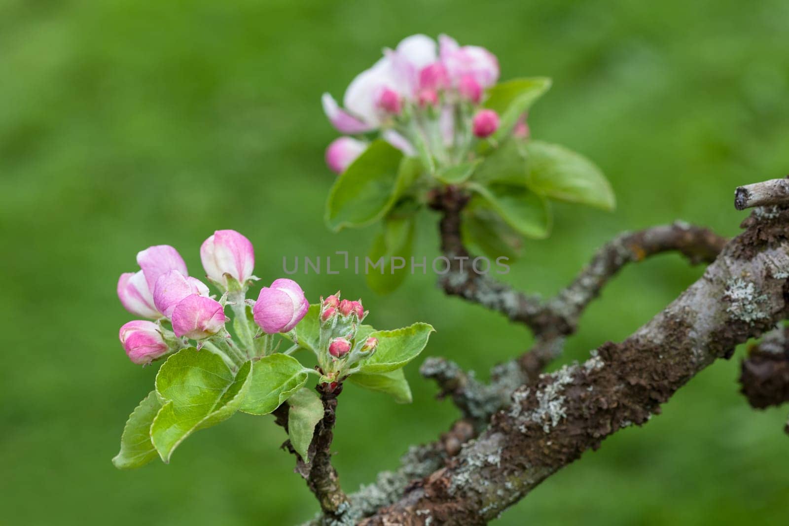 Apple blossom