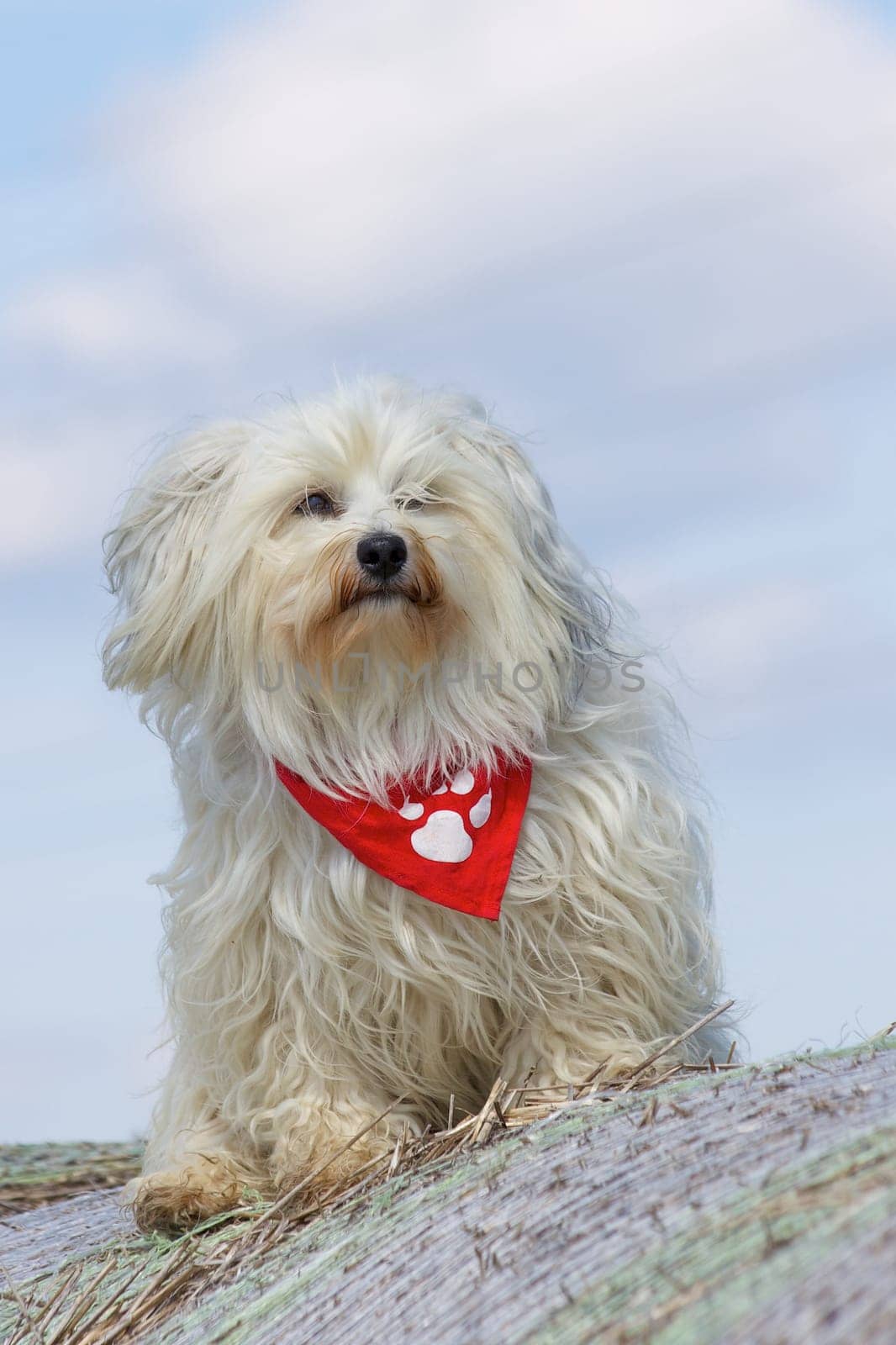 Havanese in good weather