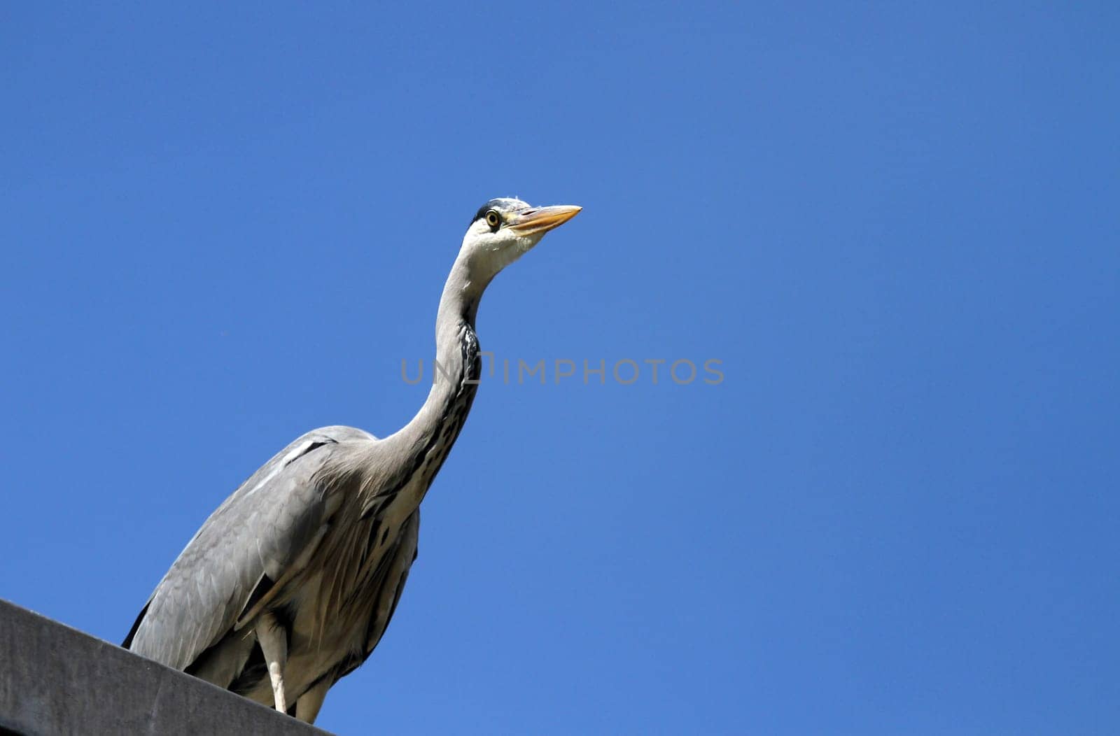Grey heron