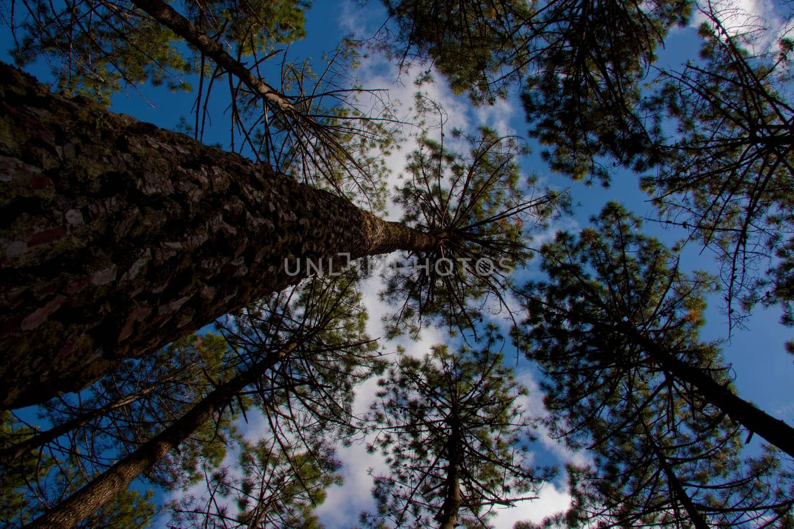 trees