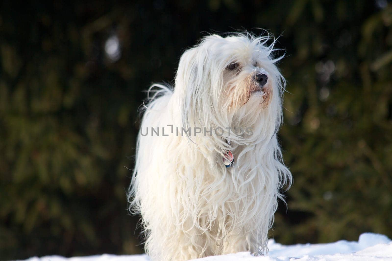 Havanese in the snow