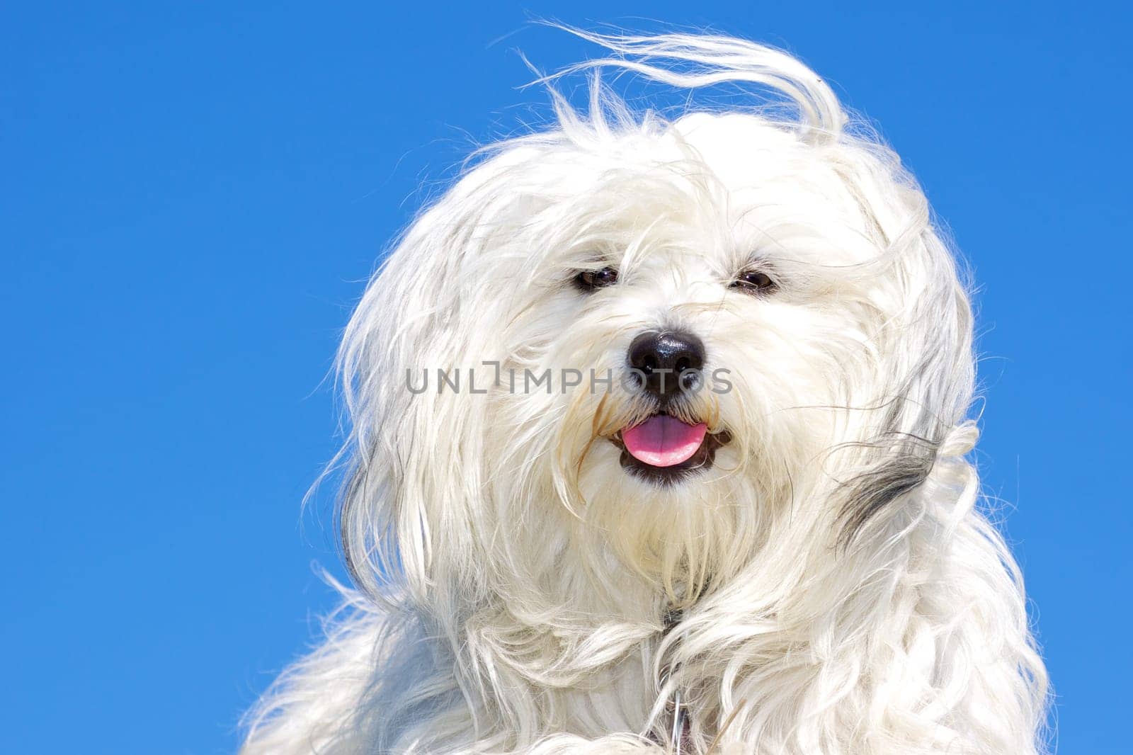 Havanese