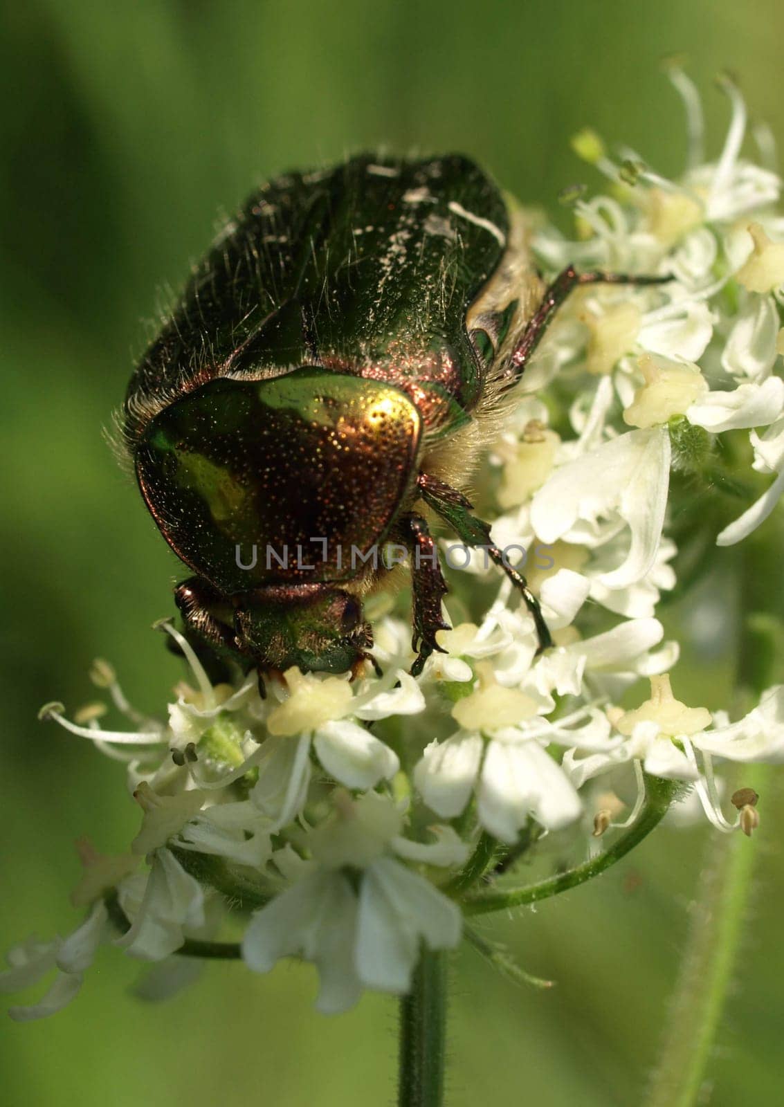 Rose chafer