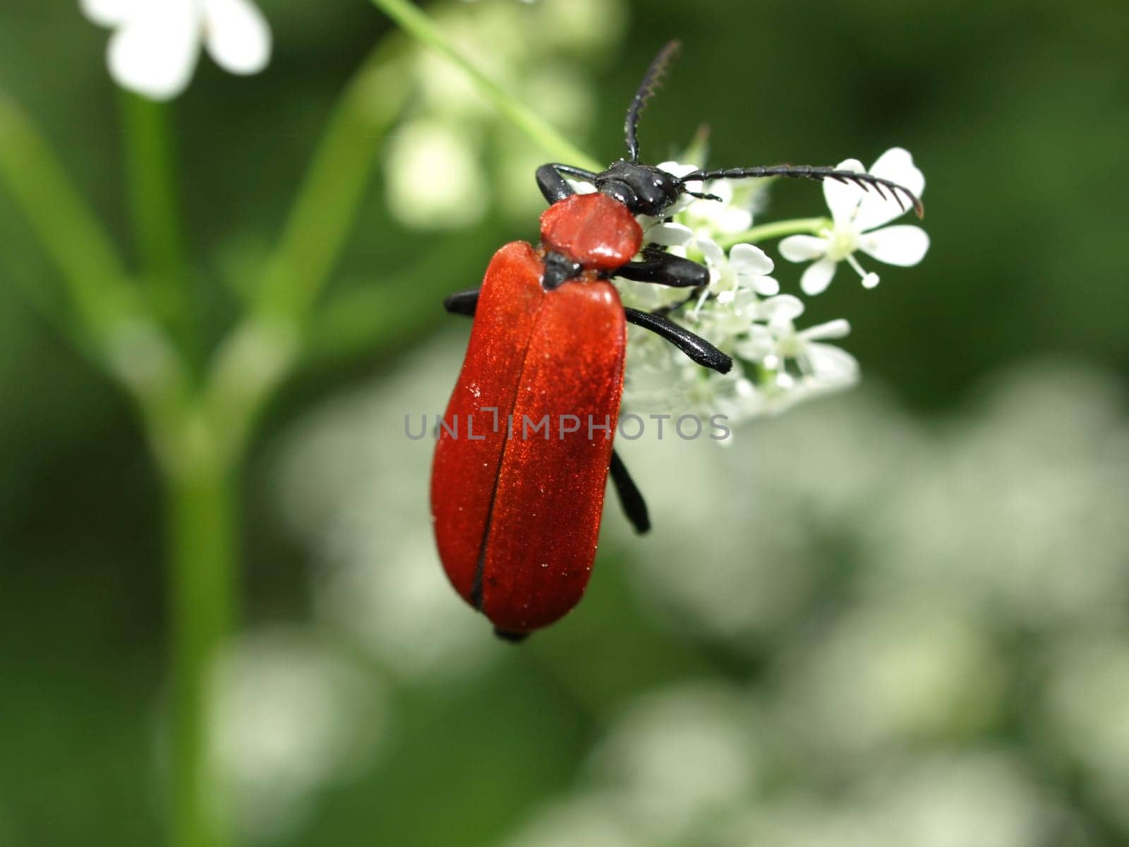 Black-headed Fire Beetle
