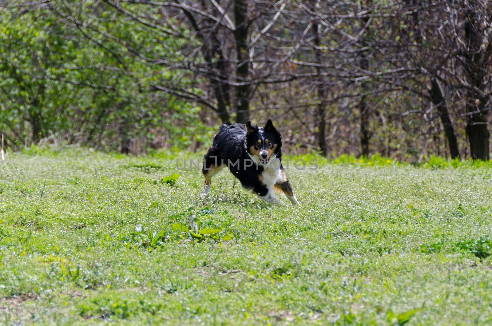 Border collie while running on the lawn