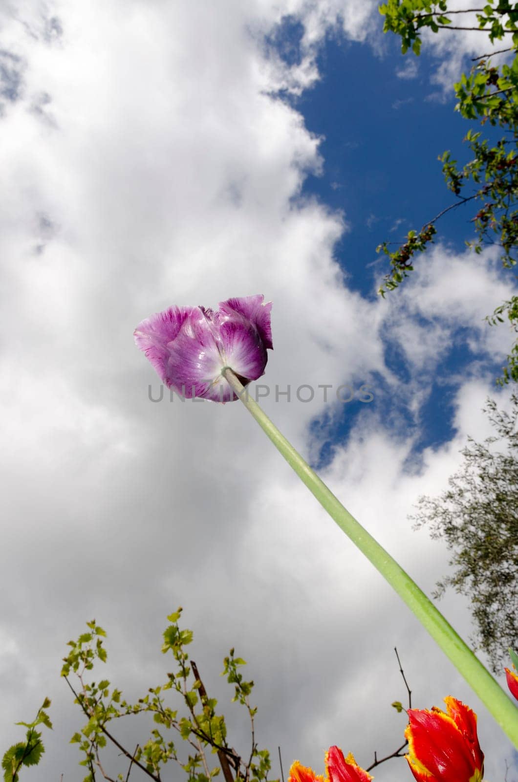 purple tulip background of sky and clouds
