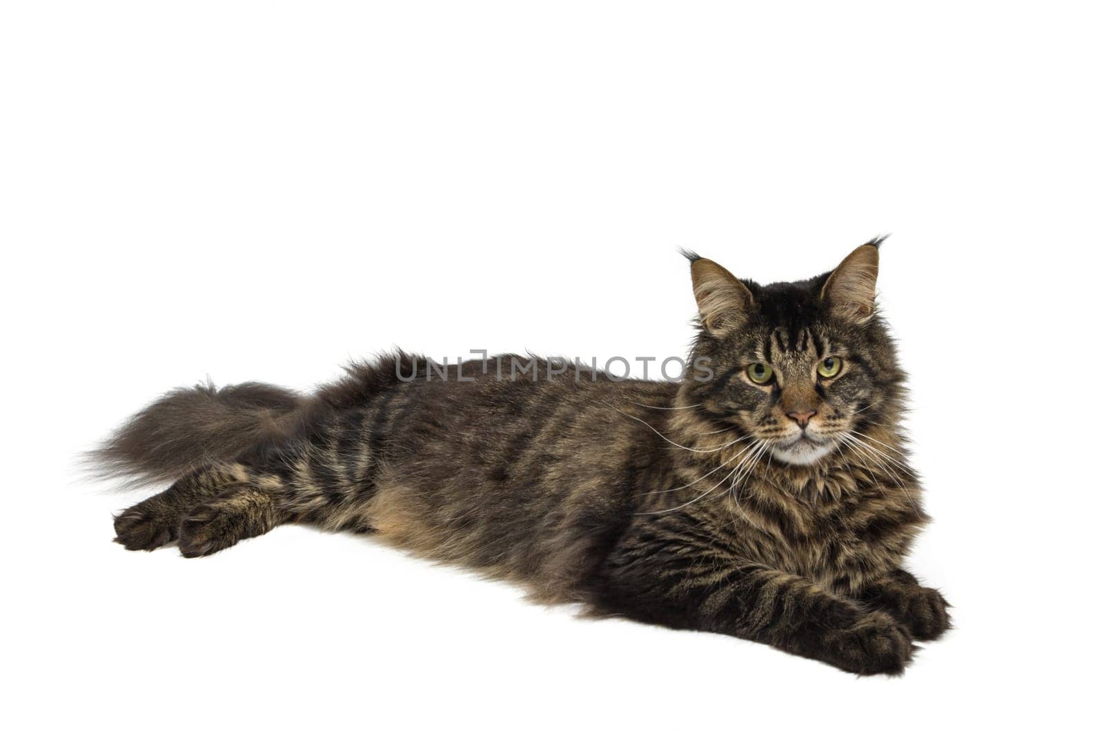 Reclining Maine Coon in the color Black Tabby
