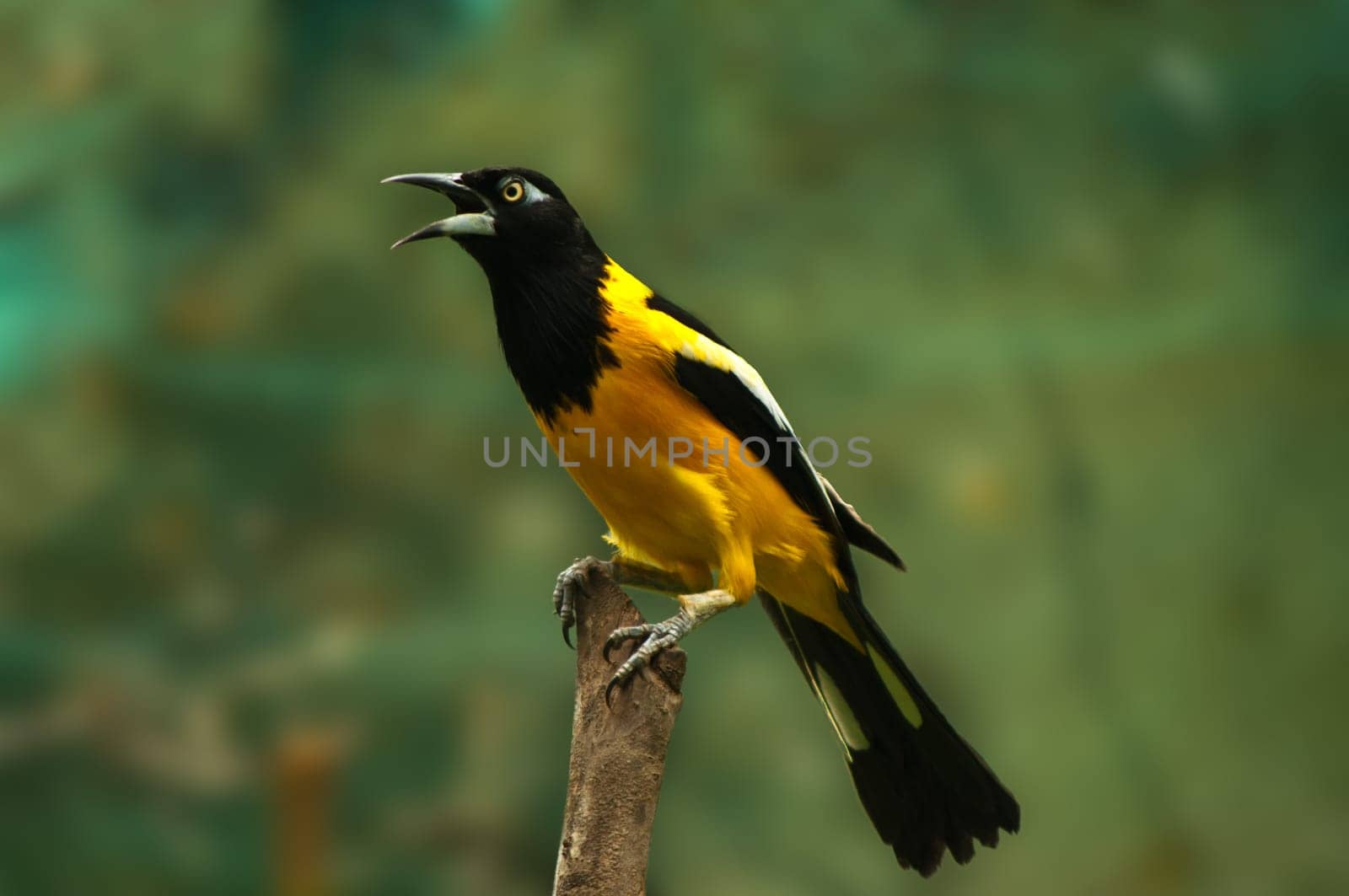A troupial standing on a post.