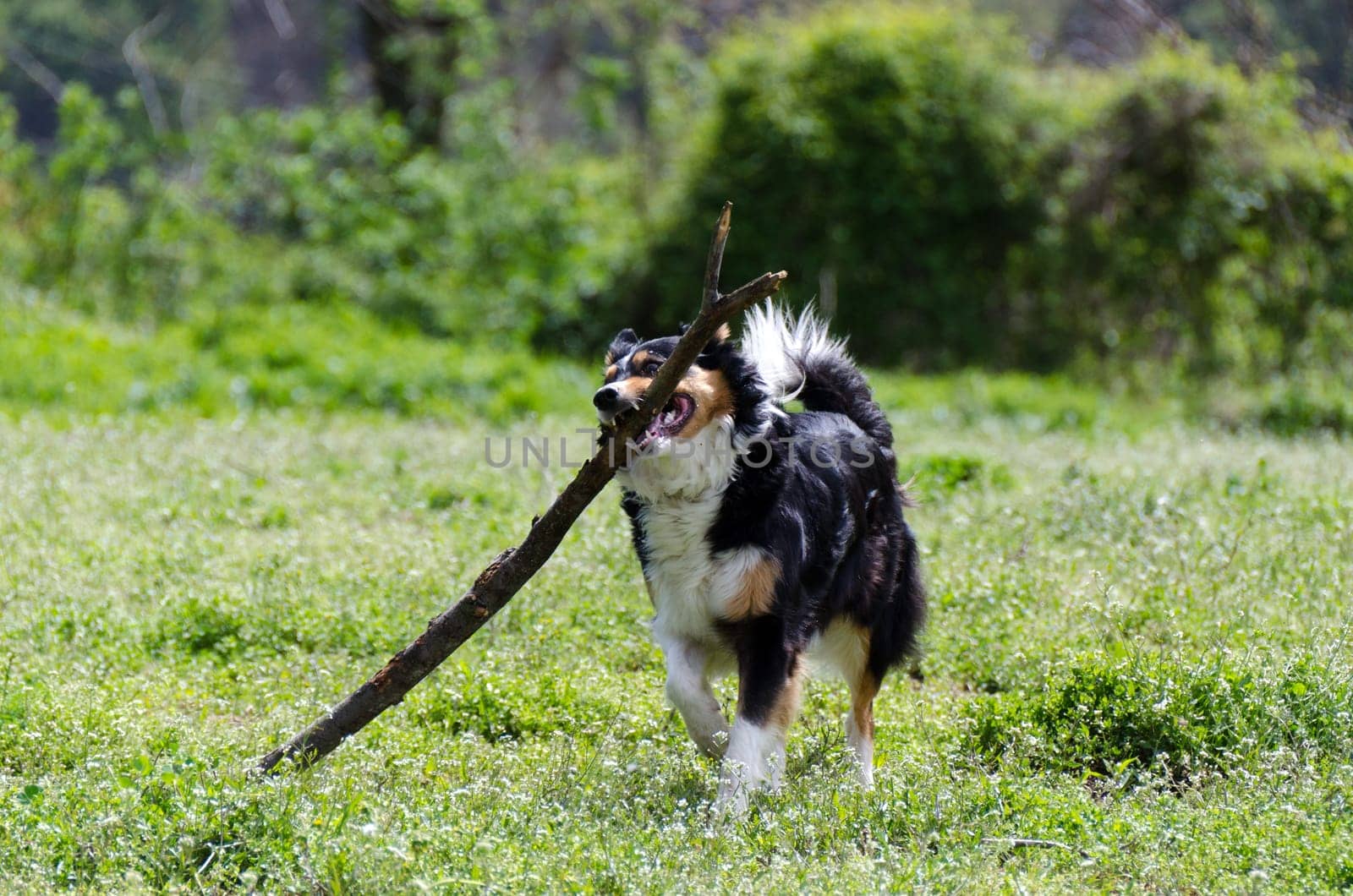 Border collie running with stick in mouth