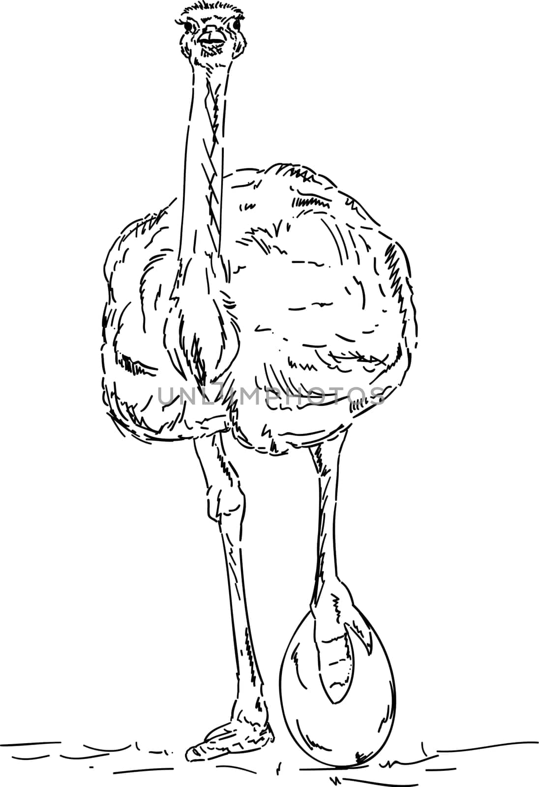 vector - Ostrich with big egg, isolated on background