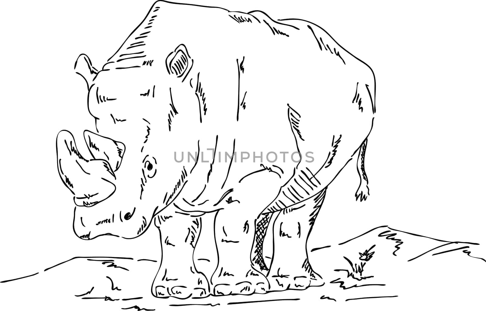 vector - big rhino isolated on background