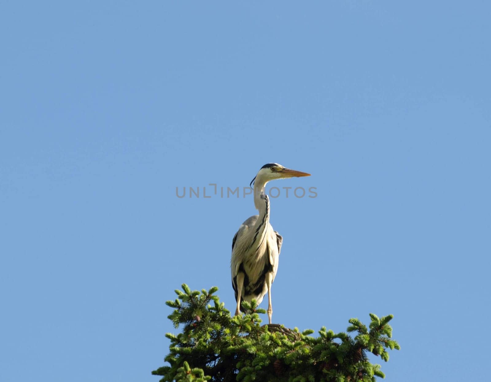 Grey heron