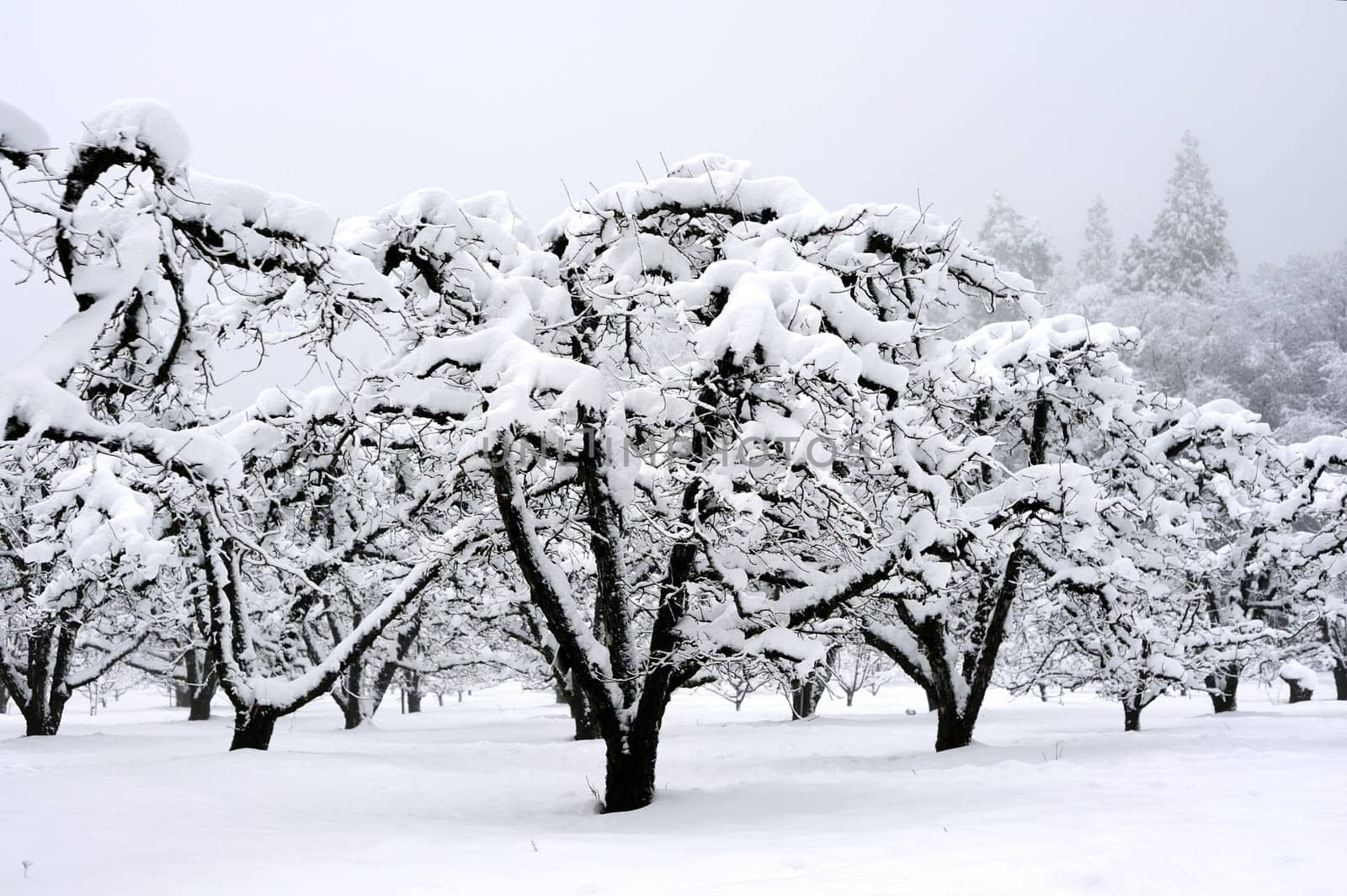 Apple orchard with leafless trees covered in a winter snowfall with tall pines on the hillside.