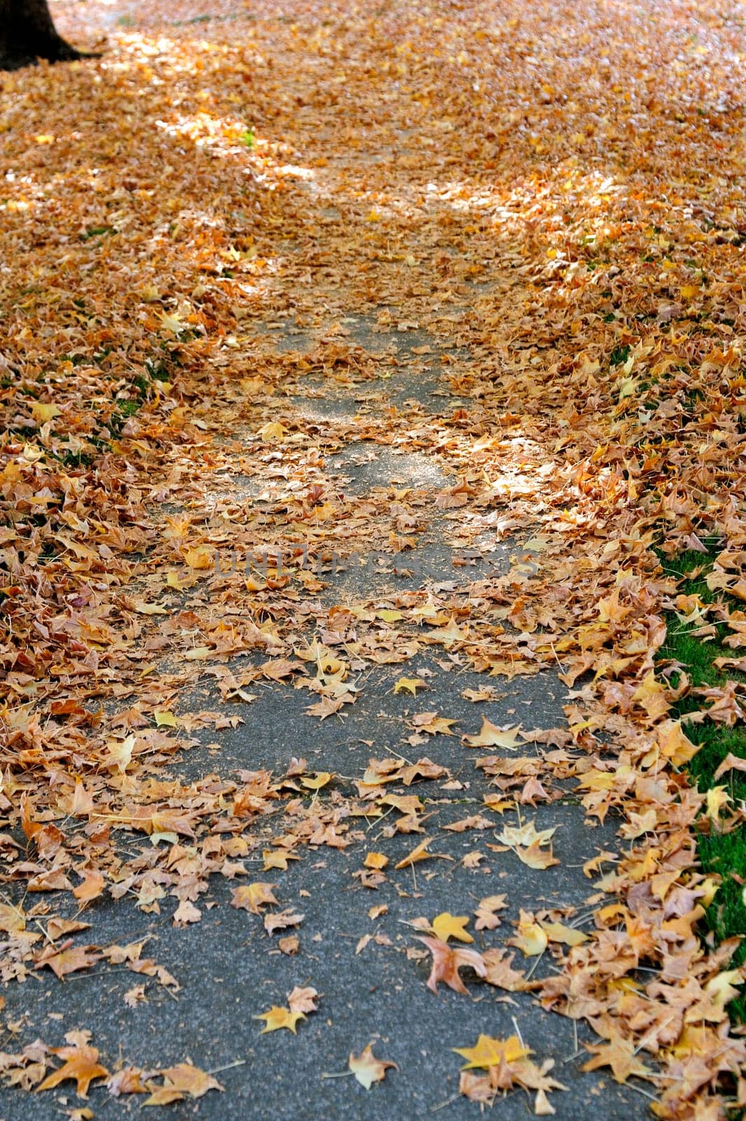 Orange yellow and brown leaves cover the grass and walkway on a fall afternoon
