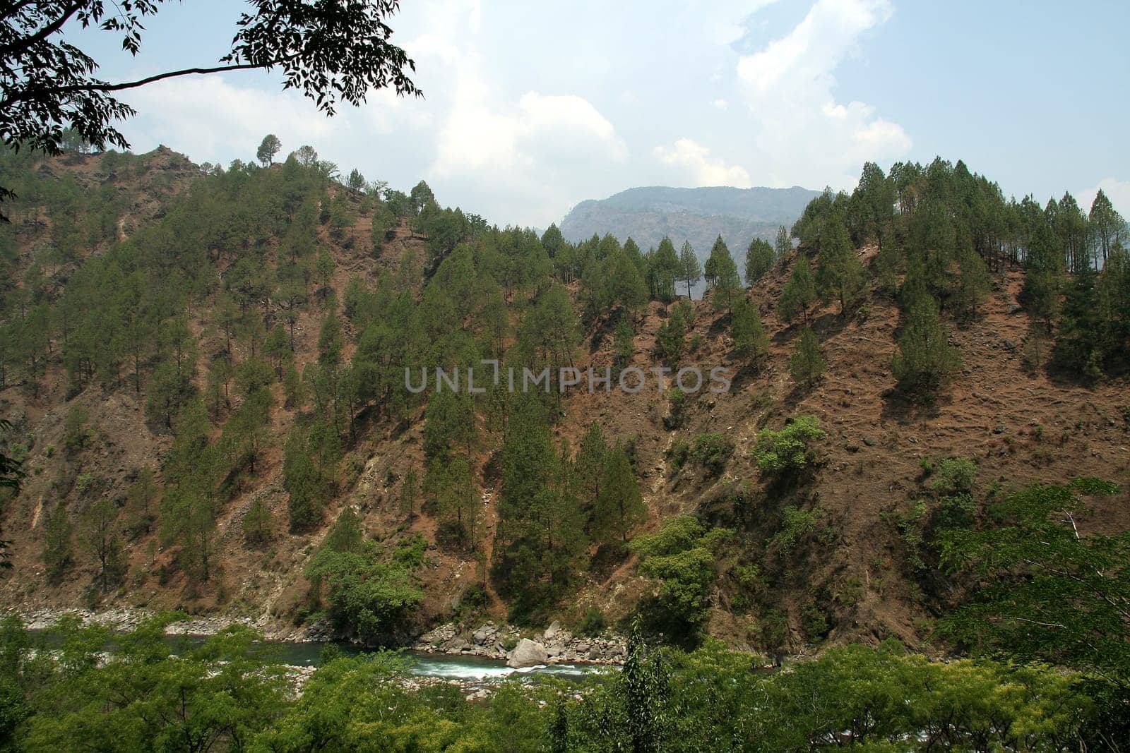 Conifer tress sparsely grown on hill on the bank of Alakananda river in Uttarakhand, India, Asia