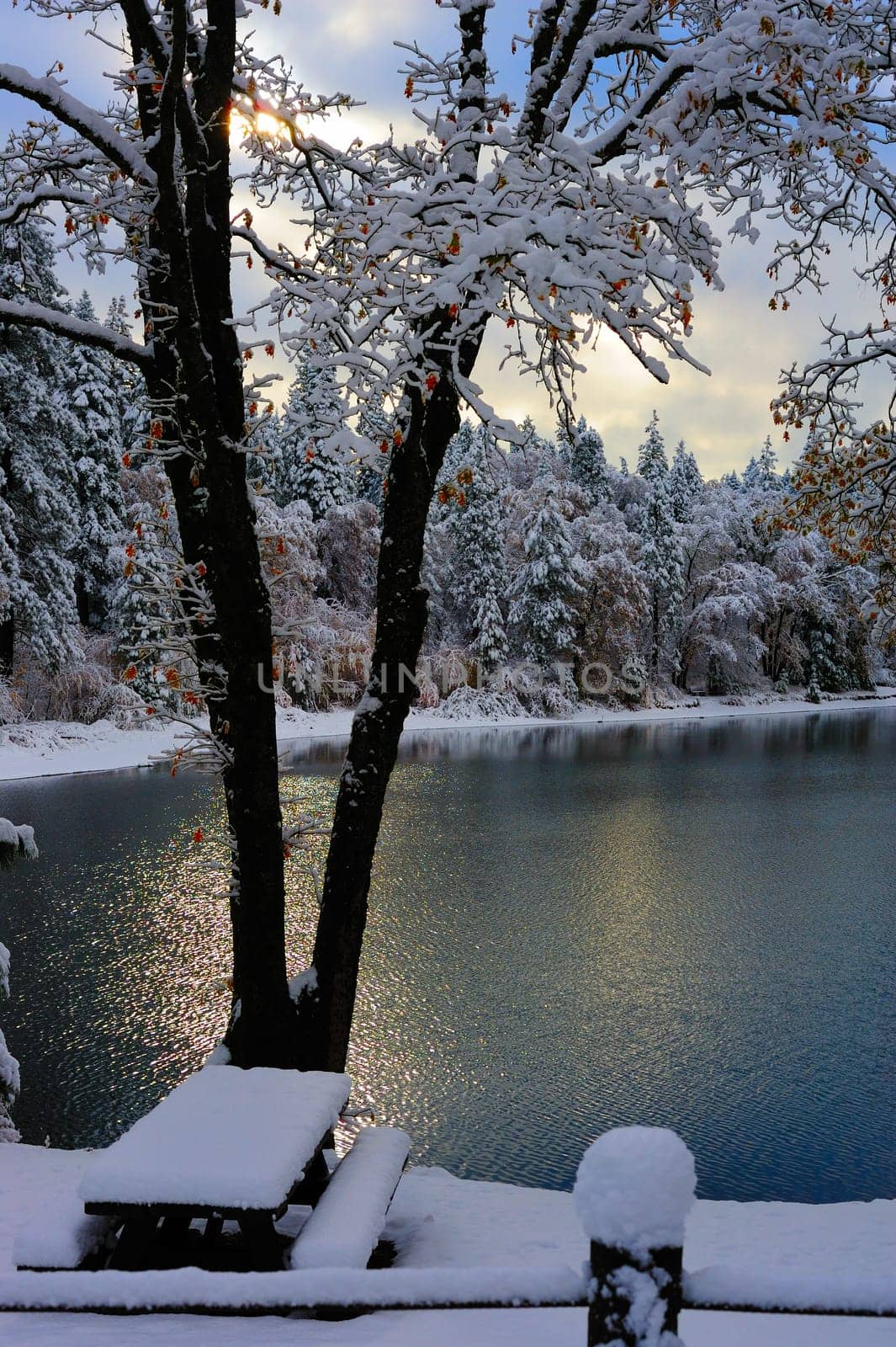 A small country lake surrounded by pine and cedar trees covered in an early winter snowfall.