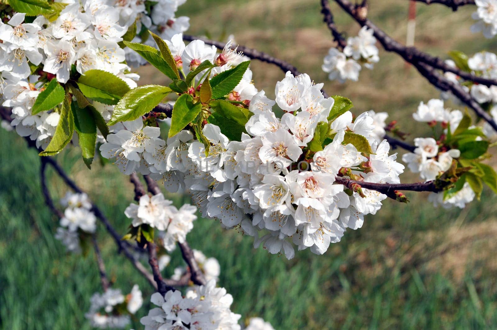 Cherry tree flowers, plant of genus Prunus