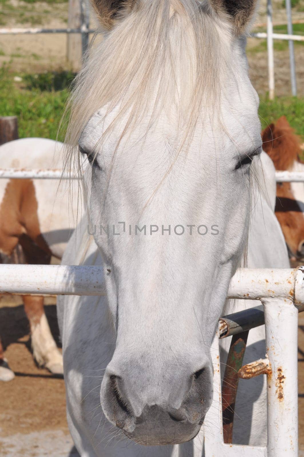 Horse, caballus, subspecies of wild equus ferus