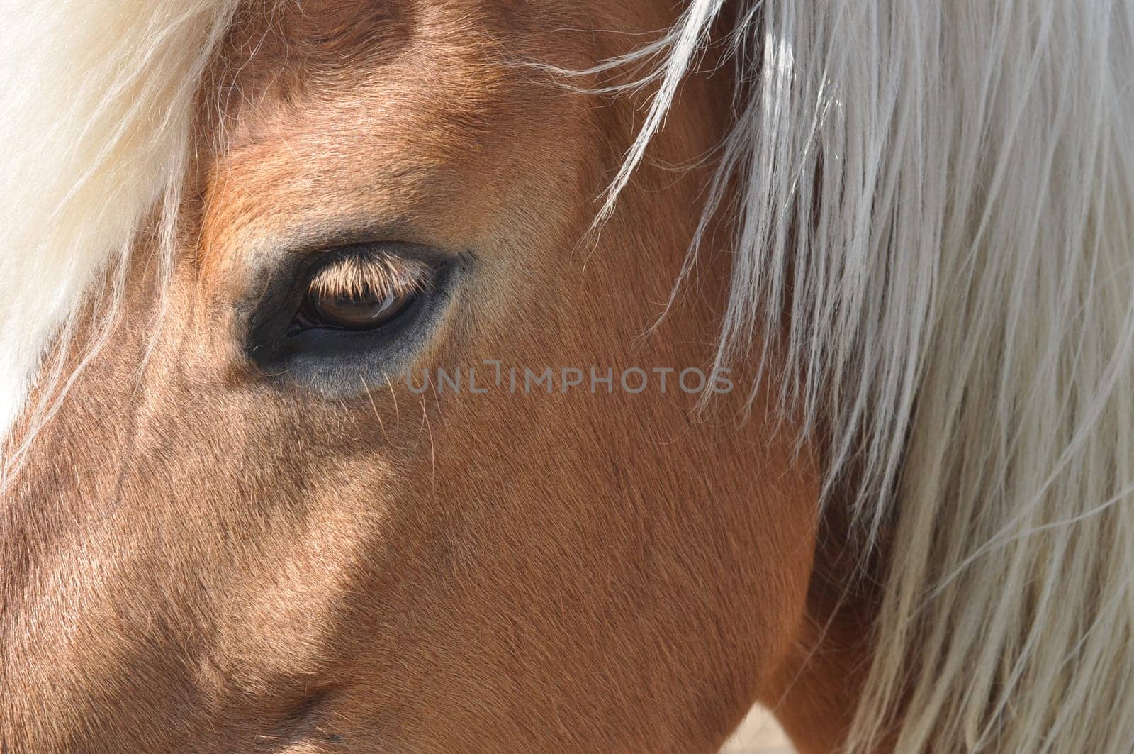 Horse, caballus, subspecies of wild equus ferus