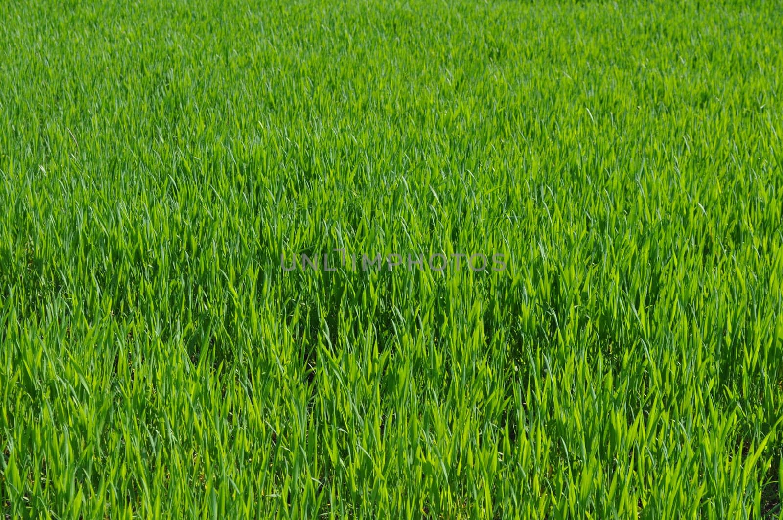 Green grass in meadow or lawn useful as a background