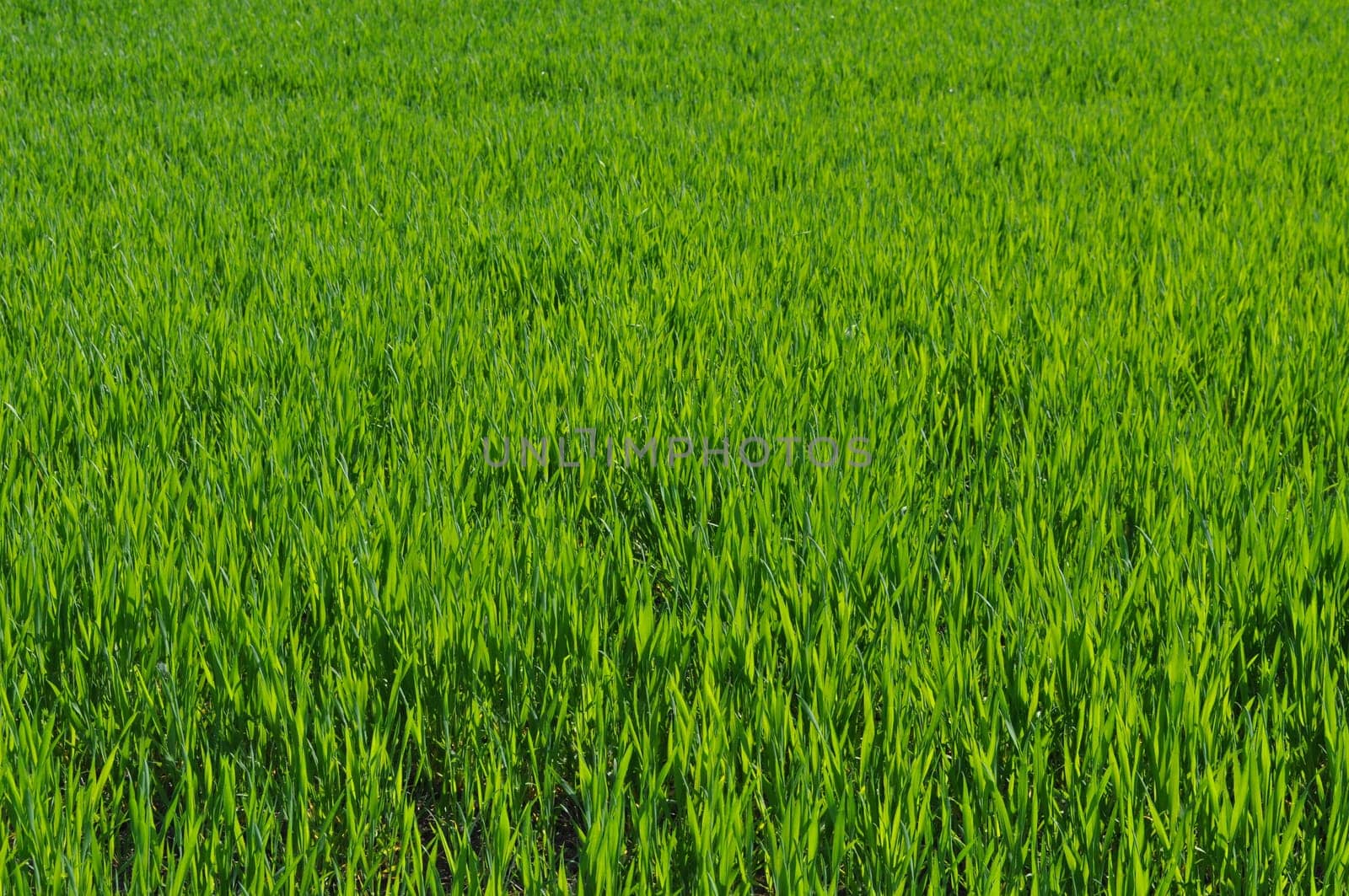 Green grass in meadow or lawn useful as a background
