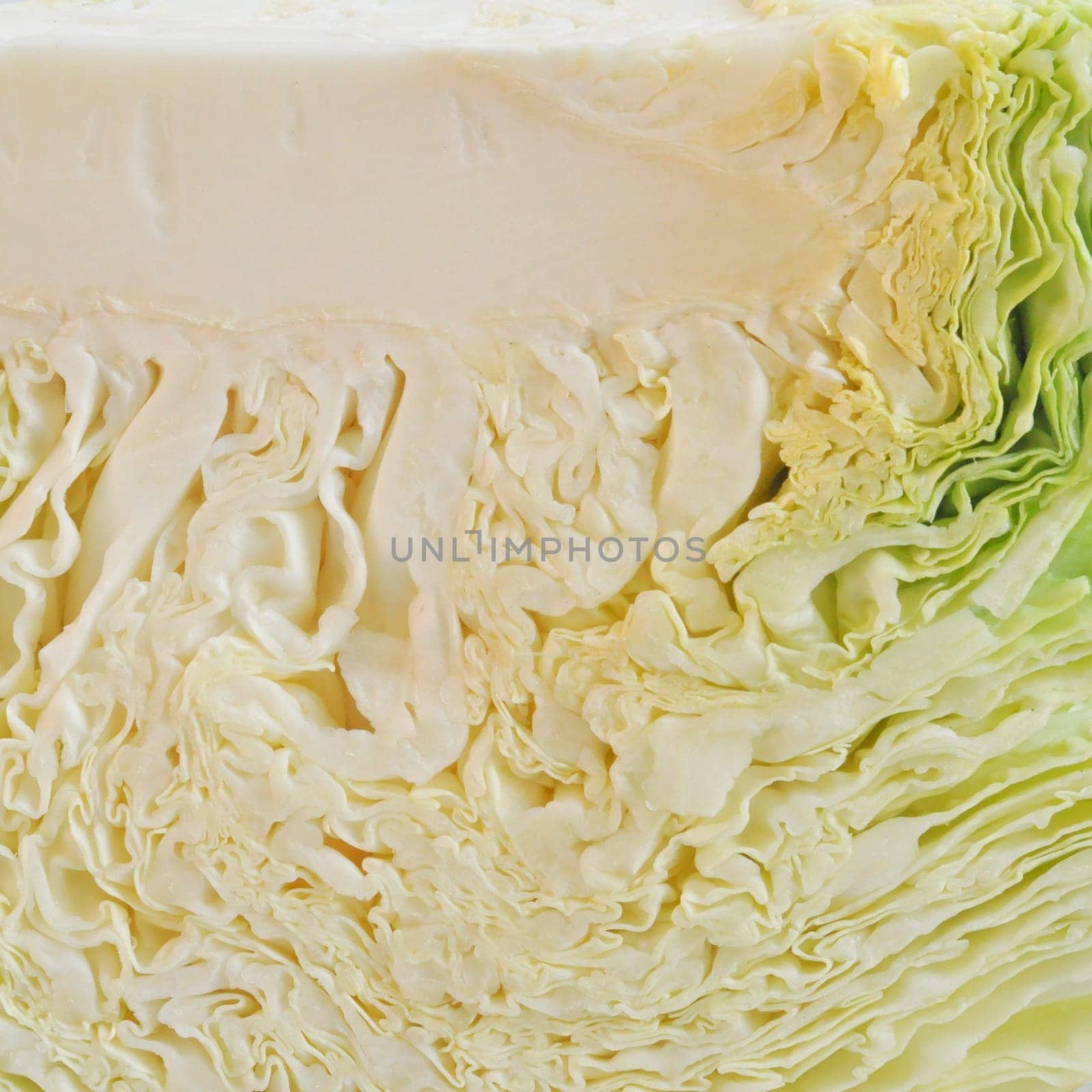 Cabbage leafy vegetable plant with edible leaves