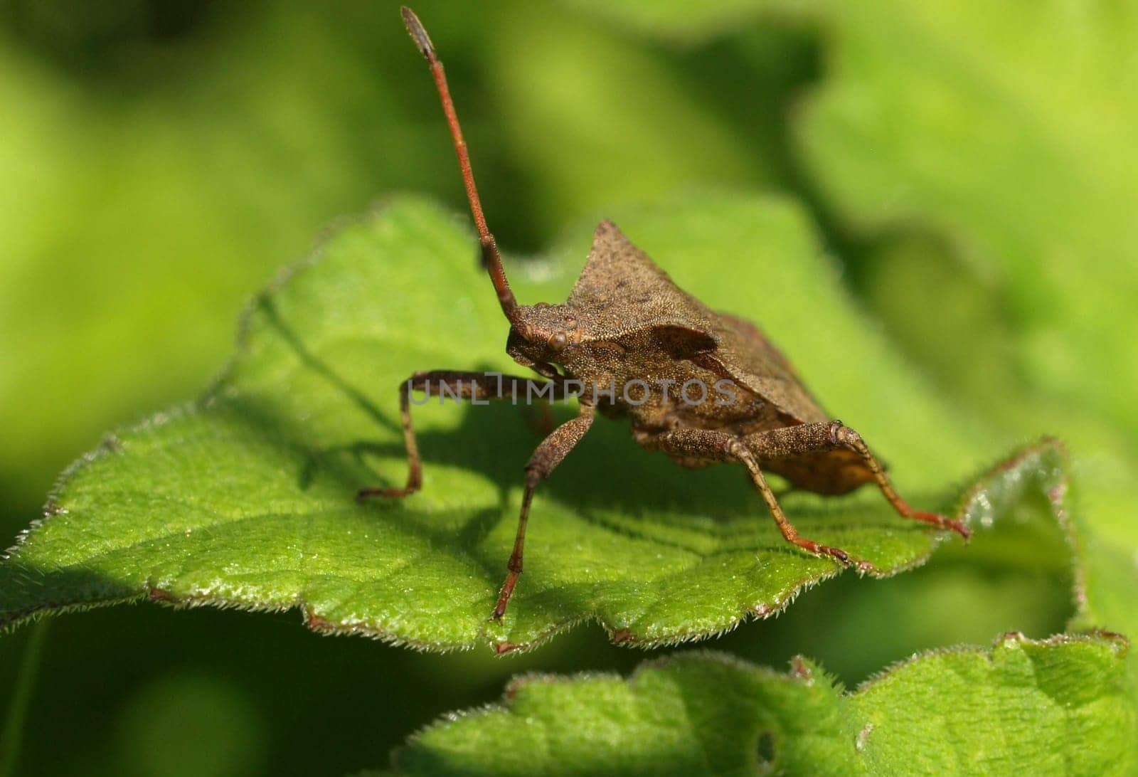 Spined stink bug