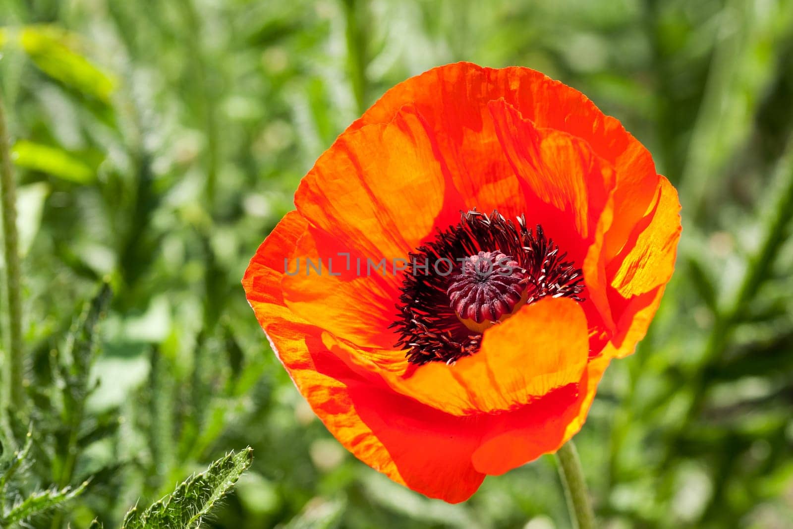 red poppy,wild plant in field or meadow