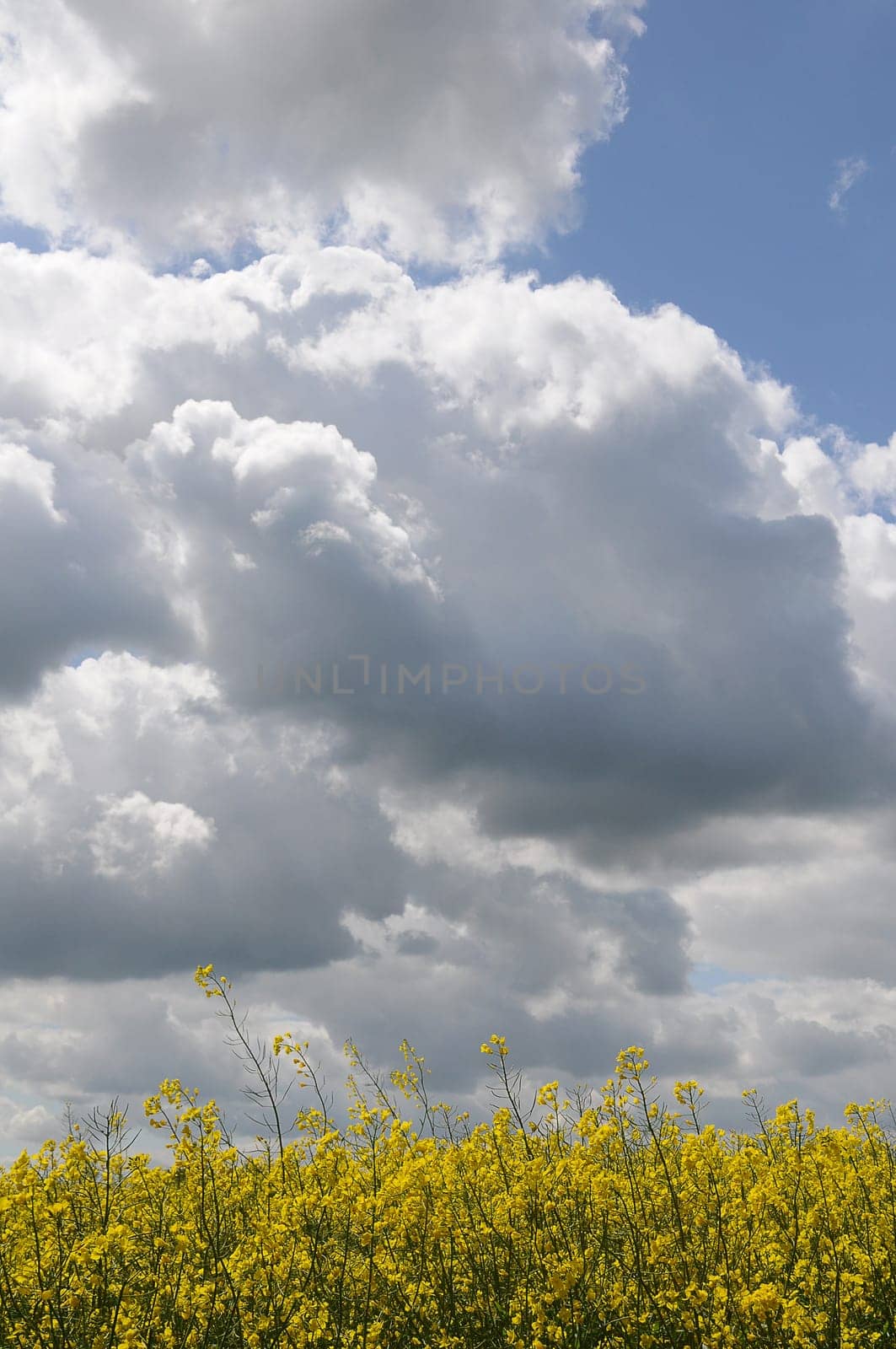Rapeseed and clouds