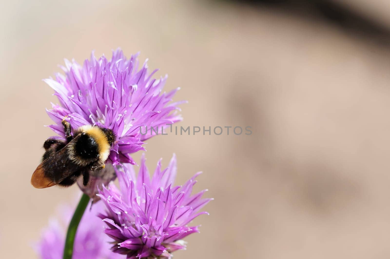 Chives and bumblebees