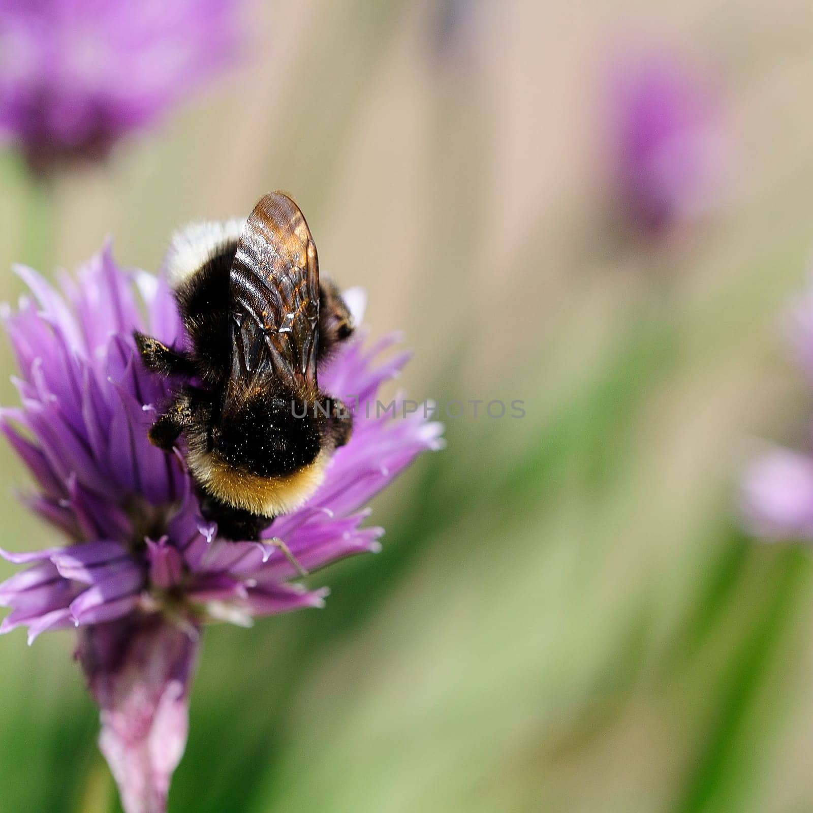 Chives and bumblebees