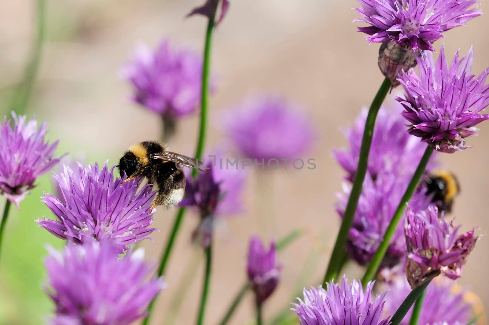 Chives and bumblebees