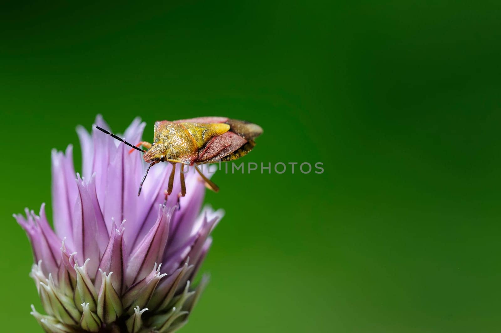 Weevils on chive blossom